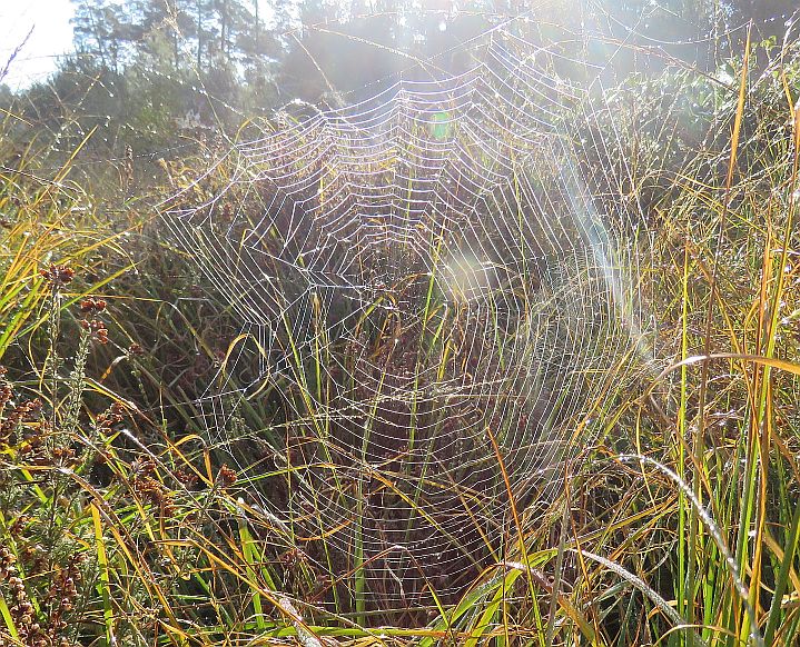   Spiders Web